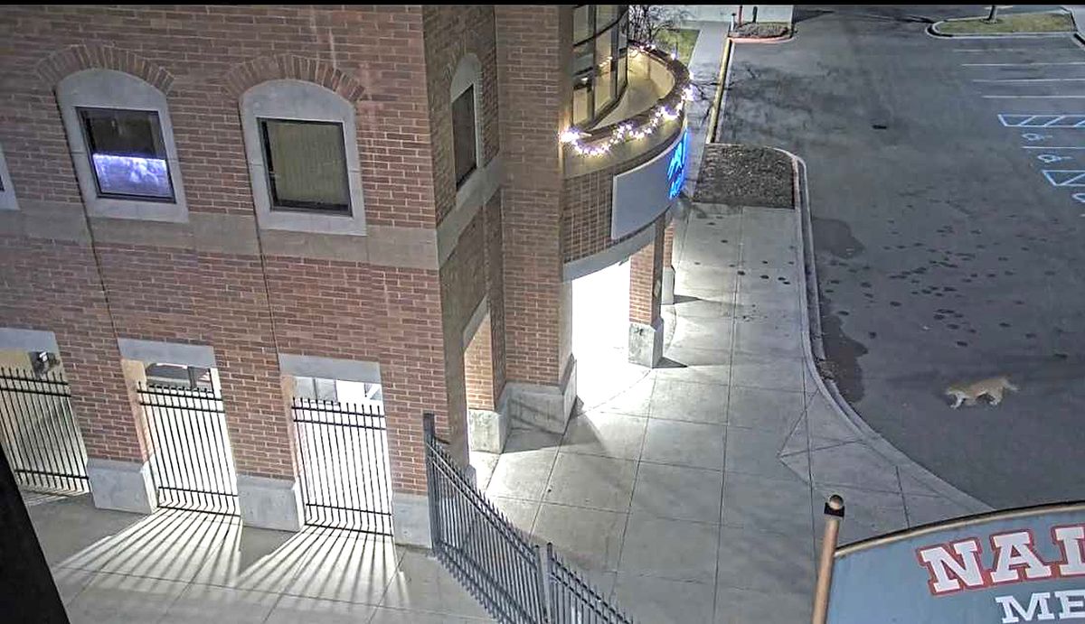 Lewiston mountain lion euthanized in backyard near elementary school