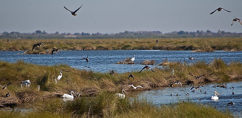 Waterbirds concentrated in a wetlands management area of Bayou Sauvage National Wildlife Refug