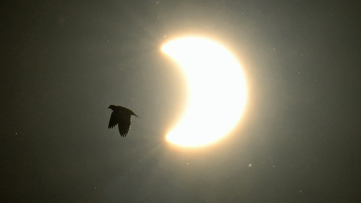 The sun's disk is pictured during a solar eclipse, with the moon's curved silhouette blocking part of its left side, turning it into a crescent as a bird is backlit flying in the foreground.