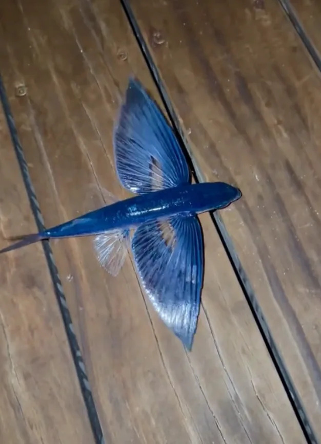   TikTok @craigdavid / Via tiktok.com