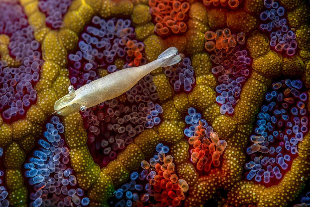 A tiny commensal shrimp, about 20mm long, perched on mosaic sea stars