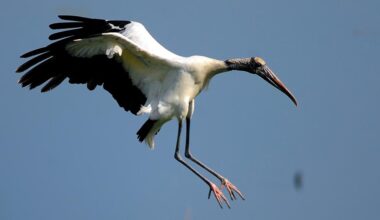 Georgia bird set to be delisted from endangered and threatened species list