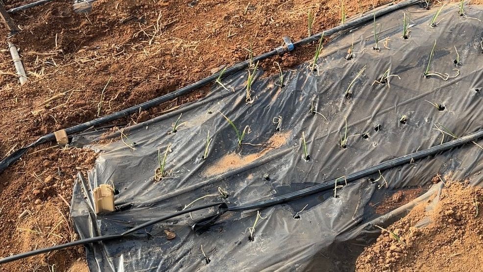 Charlotte County farmers grapple with drought conditions, hopeful for more rainfall. (Credit: Rachel Tillapaugh/WSET)