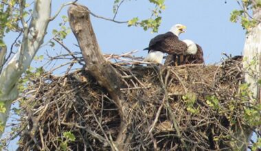 Have You Seen a Soaring Eagle Lately? – InkFreeNews.com