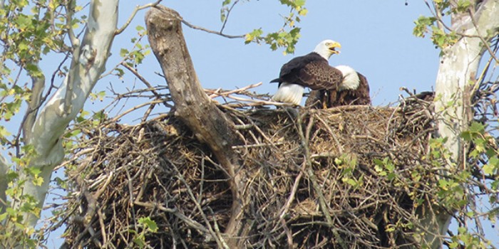 Have You Seen a Soaring Eagle Lately? – InkFreeNews.com