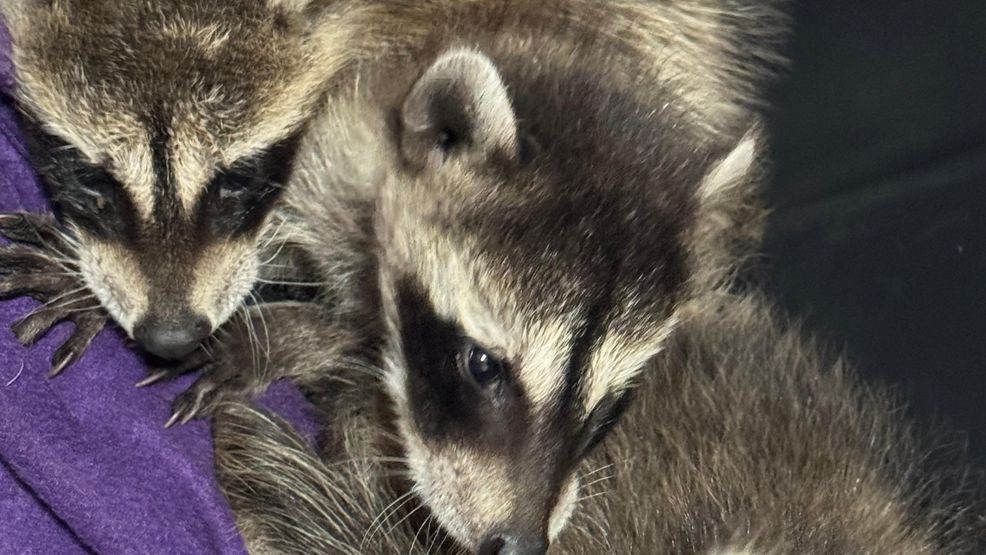 Hollar told us there is a treatment for pets with this disease but there is no cure for distemper. (Bessie Hollar)