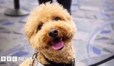 Woman charged over abandoning dog at Las Vegas airport - BBC