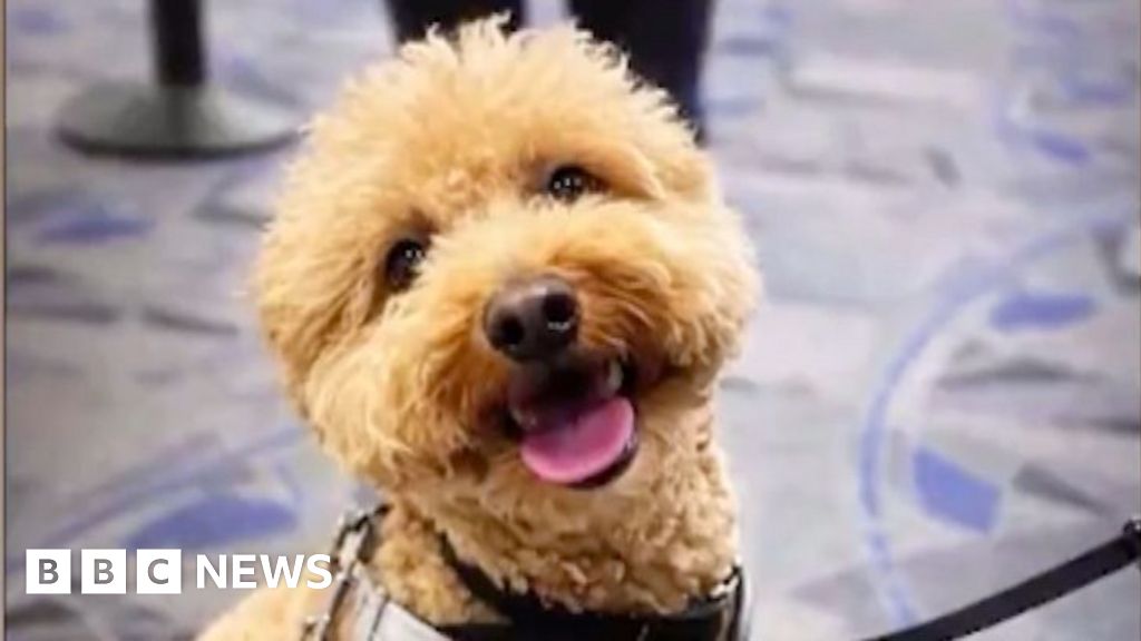 Woman charged over abandoning dog at Las Vegas airport - BBC