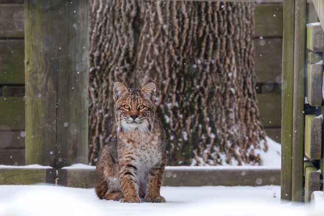 Comet the bobcat, photographed in Grundy County by Ben Neff