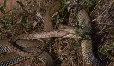 A green and yellow snake to the right of the image swallows a brown patterned snake, with only the smaller brown snake's tail visible poking out of the green snake's mouth. Both snakes are curled in the grass.