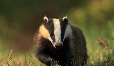 The European badger, also known as the Eurasian badger, is a badger species in the family Mustelidae native to almost all of Europe and some parts of Western Asia.