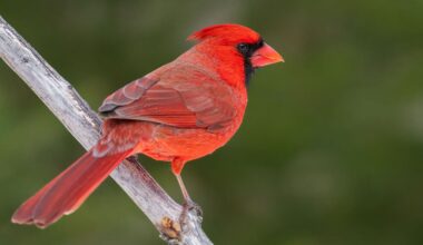 A bright red Northern Cardinal bird perched on a diagonal branch with a blurred green background.
