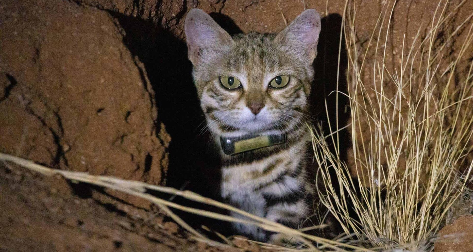 A cat peeking out from a burrow in the ground.