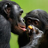 What's Mine Is Yours, Sort Of: Bonobos And The Tricky Evolutionary Roots Of Sharing
