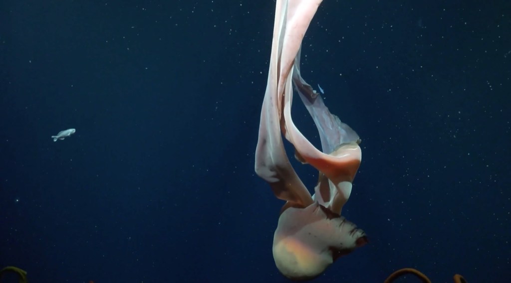 A giant phantom jellyfish, Stygiomedusa gigantea, with a bell and long ribbon-like oral arms, drifts in the deep ocean with a white fish in the background.