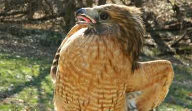 Red-shouldered hawk found with frozen icicles on wings, belly released back into Burnet Woods