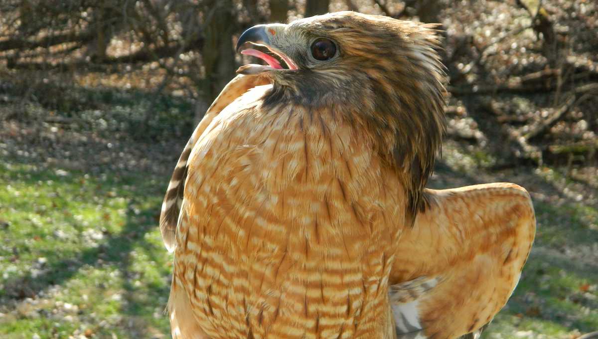 Red-shouldered hawk found with frozen icicles on wings, belly released back into Burnet Woods