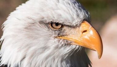 Reward for information leading to conviction for illegal killing of bald eagle increases to $15,000