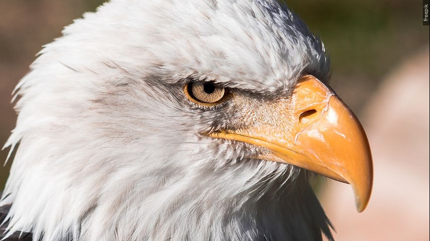 Reward for information leading to conviction for illegal killing of bald eagle increases to $15,000