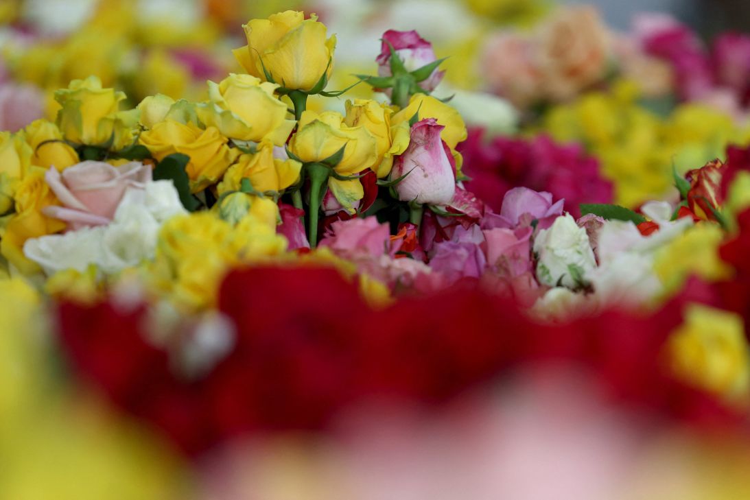 Harvested roses ready to be exported abroad are displayed at Ayura Flowers, in Sopo, Colombia February 3.