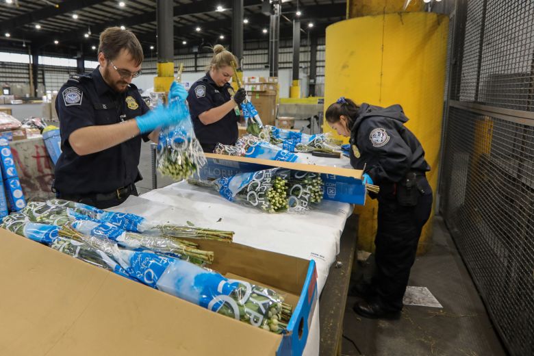 US Customs and Border Protection agriculture specialists inspect imported cut flowers for harmful pests on January 20, 2023.