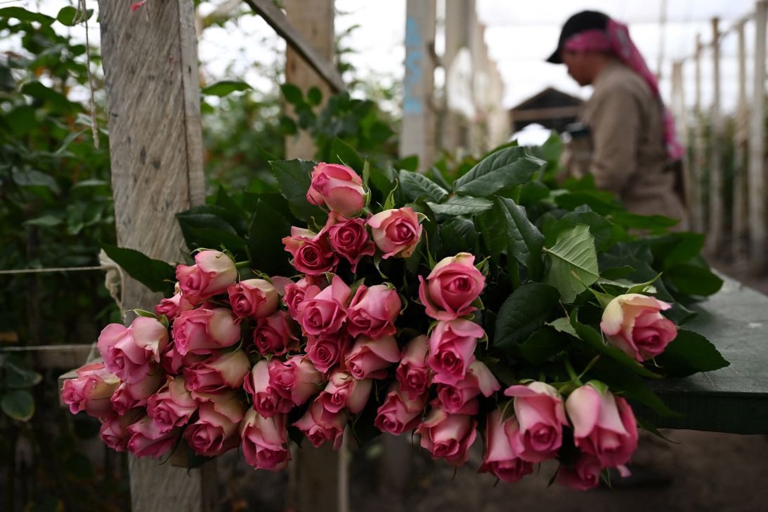 Cut roses for export are pictured at Ayura Flowers in Sopo municipality near Bogota on February 3.