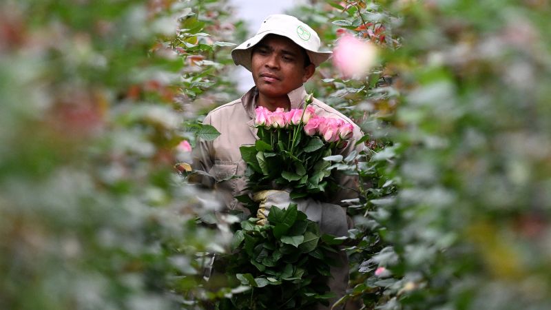 The long trip your flowers will make before you can say ‘I love you’ this Valentine’s Day