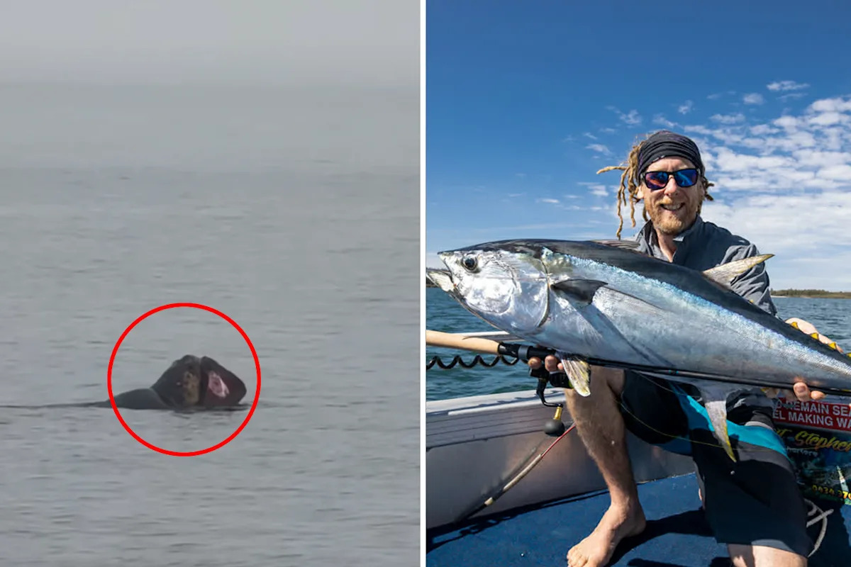 Fisherman's 'extremely rare' sighting off Aussie coast sparks excitement: 'Never seen one'