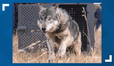 Colorado Parks and Wildlife reveals cause of death for wolf that died during capture