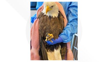 Good Samaritans help save bald eagle with guidance from wildlife hospital