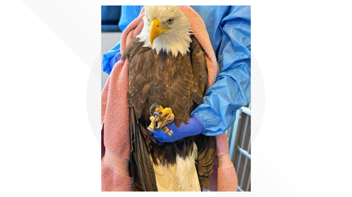 Good Samaritans help save bald eagle with guidance from wildlife hospital