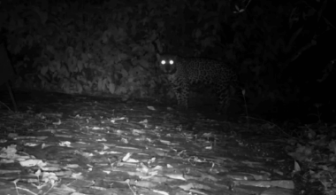 Camera Traps In Brazil Capture Apex Predator Doing Something Totally Unexpected