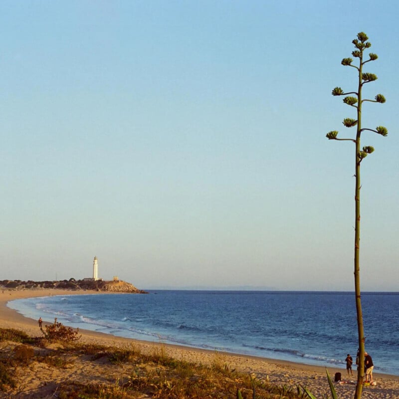 A sandy beach curves along the shoreline with calm blue water. A tall, thin agave plant stands in the foreground. Three people walk near the water, and a white lighthouse is visible in the distance on a rocky point.