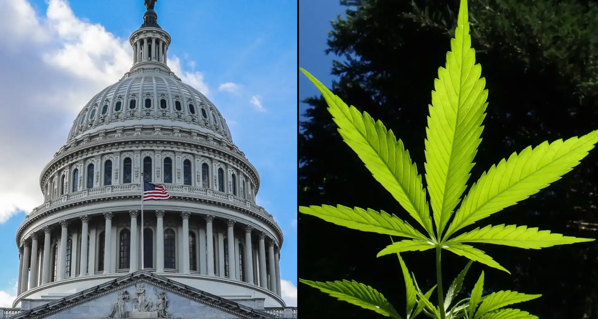 Justice Department 'Should Take About 20 Years' To Reschedule Marijuana, GOP Congressman Says