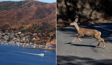 California approves Catalina Island deer eradication using sharpshooters