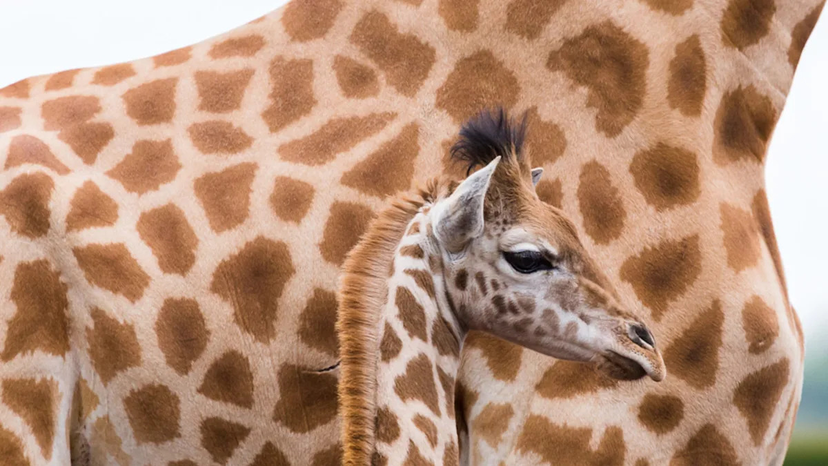 Baby Giraffe at the Sydney Zoo Has Decided His Keeper Is His New Bestie