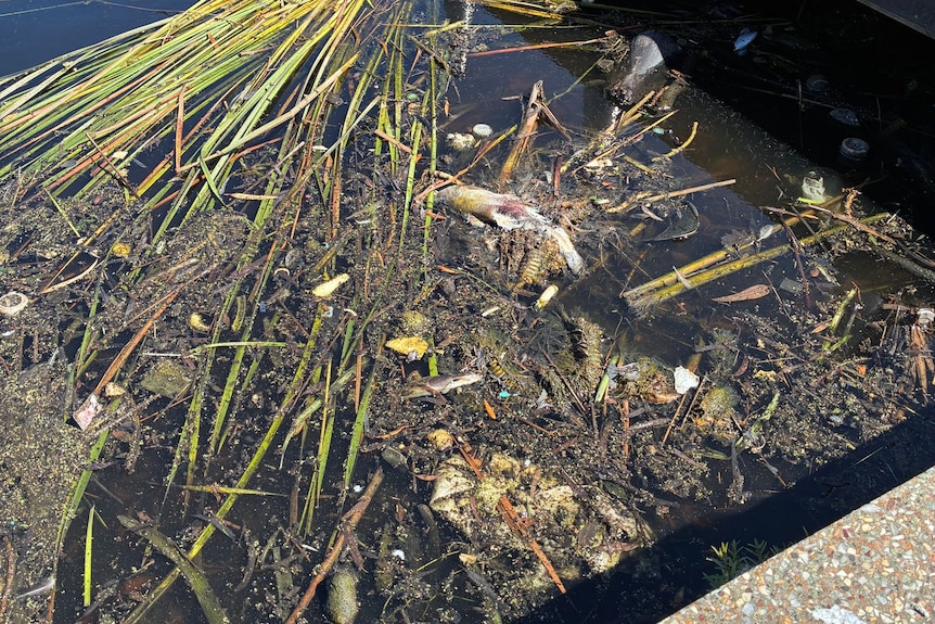 dead plants, fish floating in dark water near a riverbank