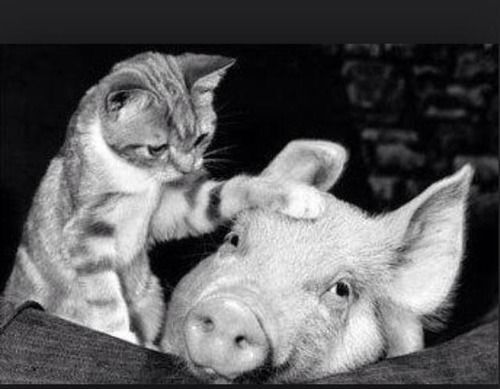 ce03908088e9124039d3dc97f7a9b190.jpg ce03908088e9124039d3dc97f7a9b190.jpg