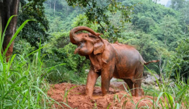 Elephants Turn Muddly Hill Into a Slip and Slide, and It’s Too Cute