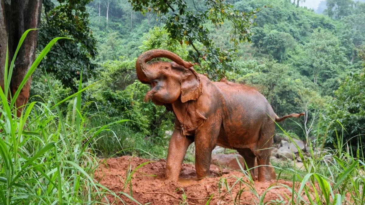 Elephants Turn Muddly Hill Into a Slip and Slide, and It’s Too Cute