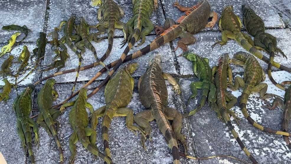 FWC says about 600 iguanas were dropped off Sunday, and the numbers continued climbing Monday. By 1 p.m., more than 350 additional iguanas had already been turned in — including 140 collected by Palm Beach County Parks and Recreation team. (WPEC)