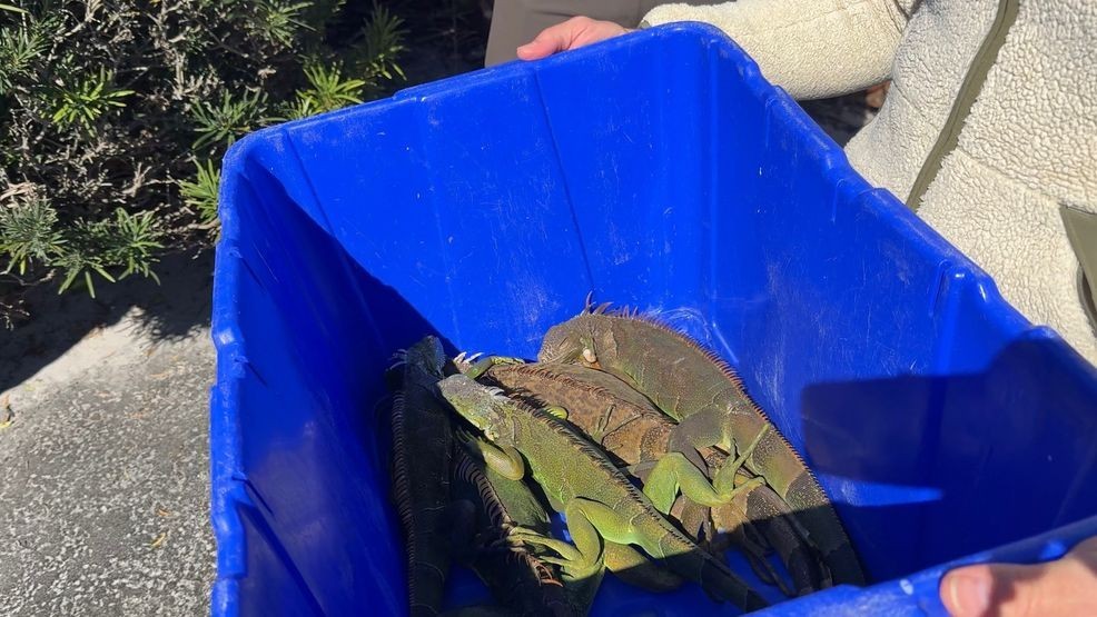 FWC says about 600 iguanas were dropped off Sunday, and the numbers continued climbing Monday. By 1 p.m., more than 350 additional iguanas had already been turned in — including 140 collected by Palm Beach County Parks and Recreation team. (WPEC)