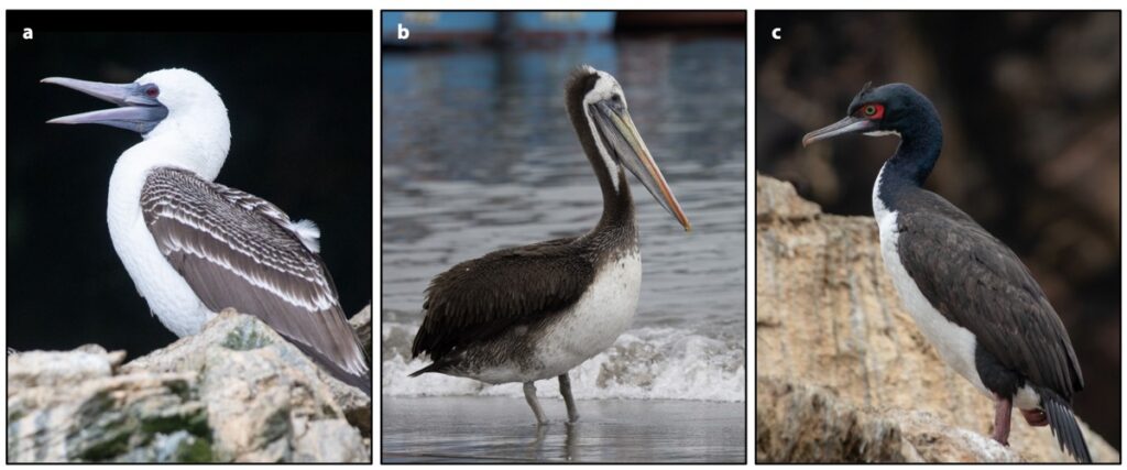 The primary guano-producing bird species. (A) Sula variegata (Peruvian booby). (B) Pelecanus thagus (Peruvian pelican). (C) Leucocarbo bougainvilliorum (Guanay cormorant).
