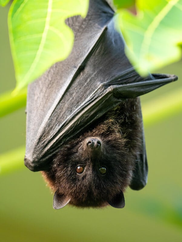 A black bat hanging upside down from a leafy branch, its wings wrapped around its body and big dark eyes looking directly at the camera. Bright green leaves are visible in the background.
