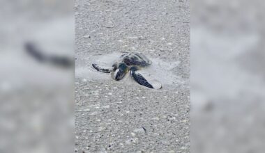 PHOTOS: Police on routine beach patrol rescue unusually cold-stunned animal