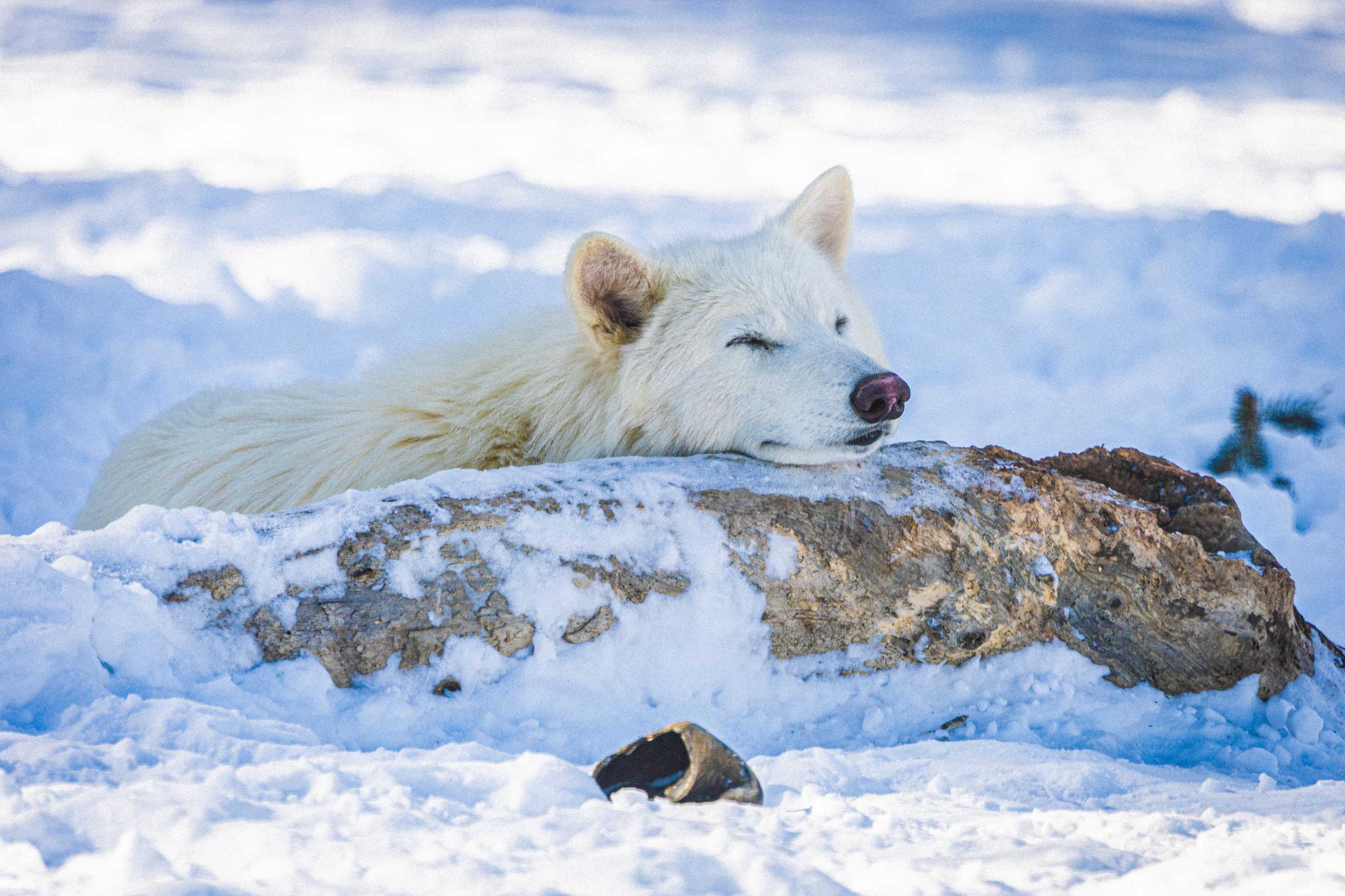 Colossal Dire Wolves Update February 2026 Remus 5 Sleeping