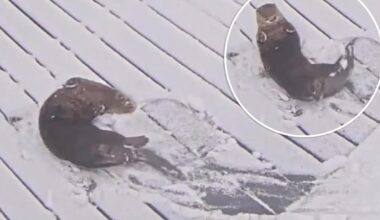 Adorable otters enjoy the snow at Maryland aquarium during historic winter storm