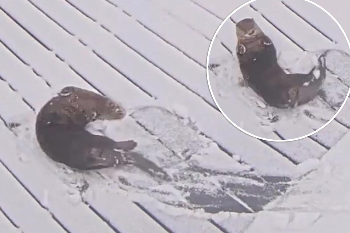 Adorable otters enjoy the snow at Maryland aquarium during historic winter storm