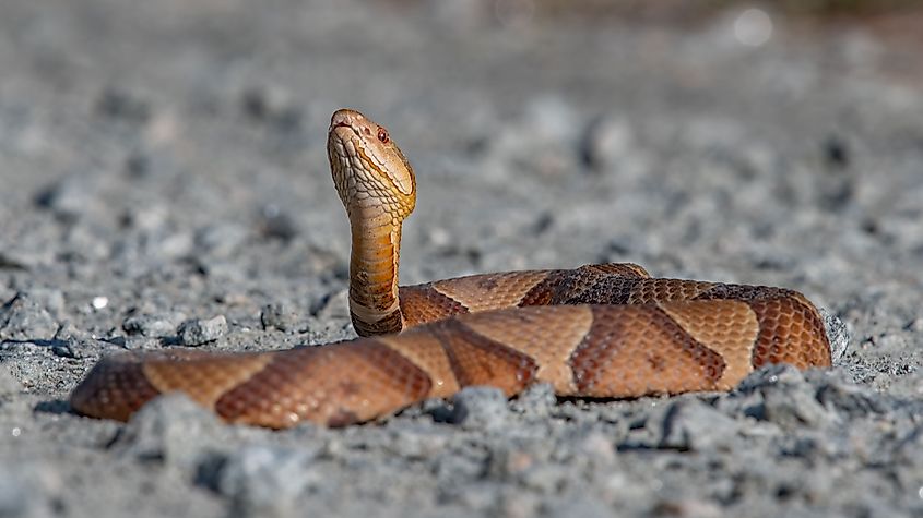 A copperhead in a rocky environment.