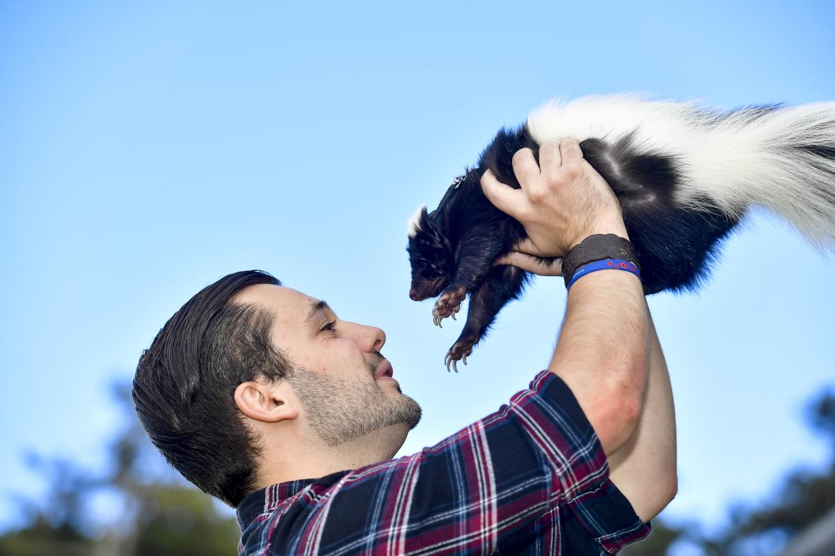 Skunk mating season brings chaos to CA neighborhood: 'Unwanted for Valentine’s Day'